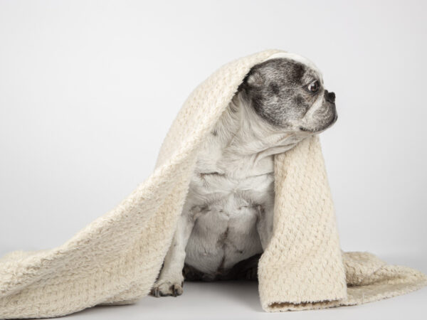 5 cuidados especiais para manter com toalha de pet shop