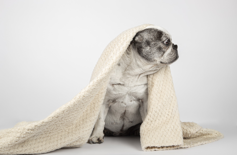 5 cuidados especiais para manter com toalha de pet shop