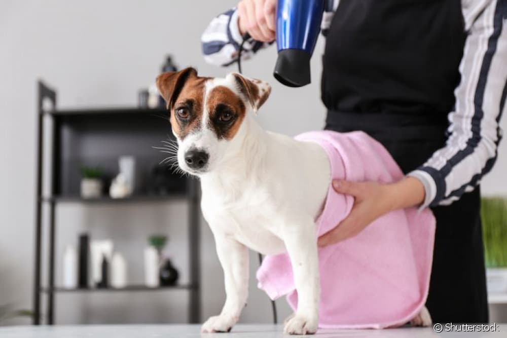 Como higienizar a toalha do seu pet?